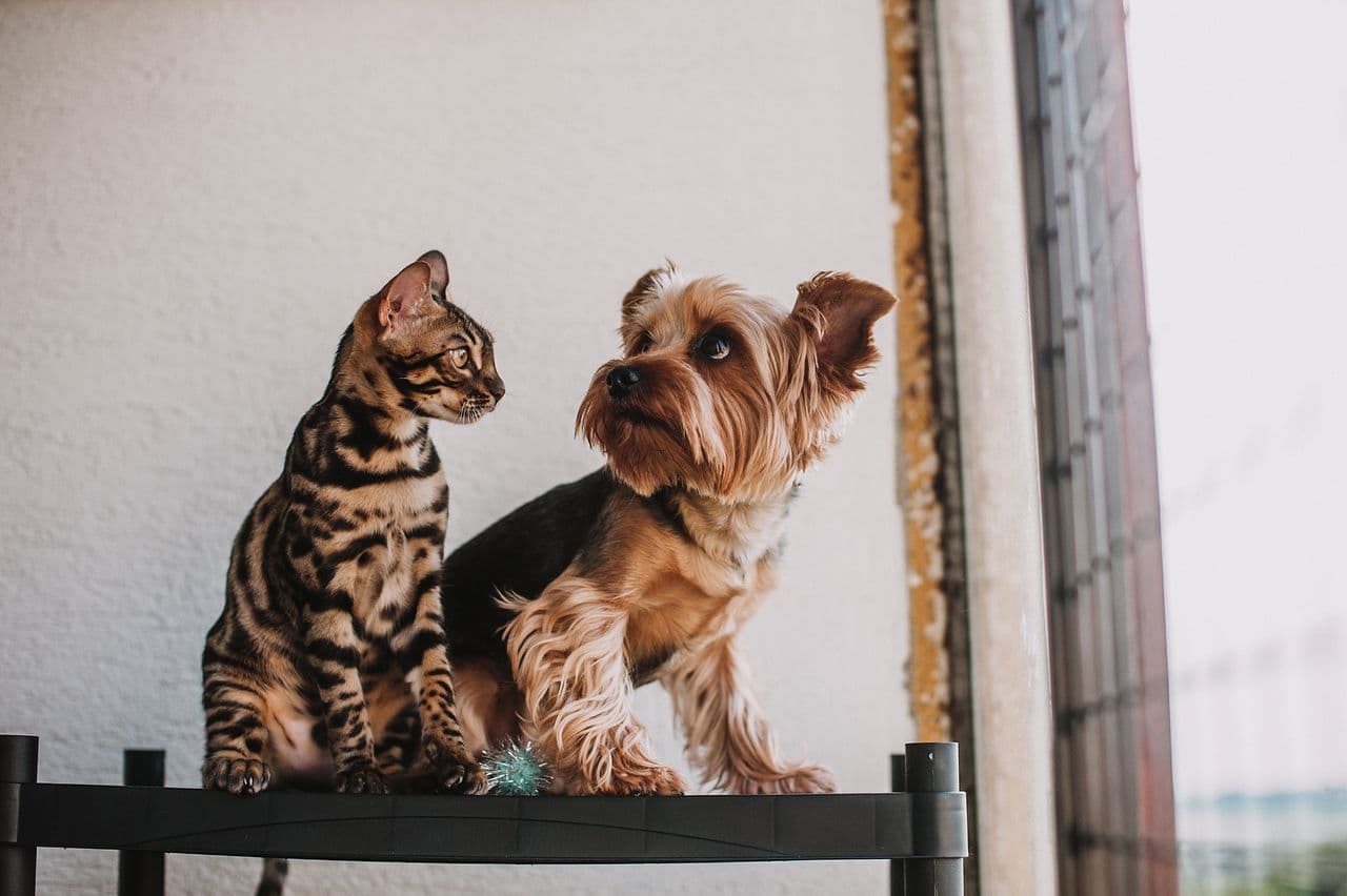 Is Pet Insurance Worth It in 2026? Cost, Claims & Coverage